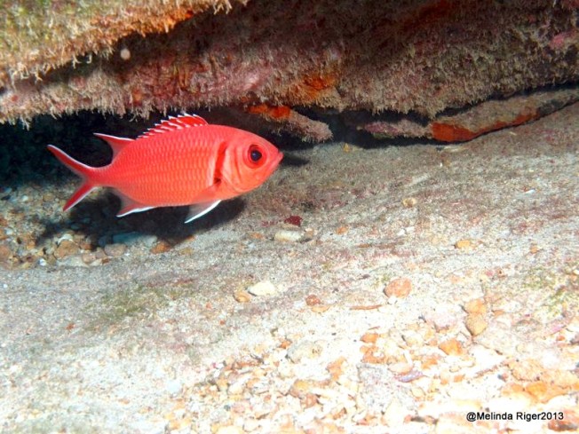 Blackbar Soldierfish ©Melinda Riger @ G B Scuba copy