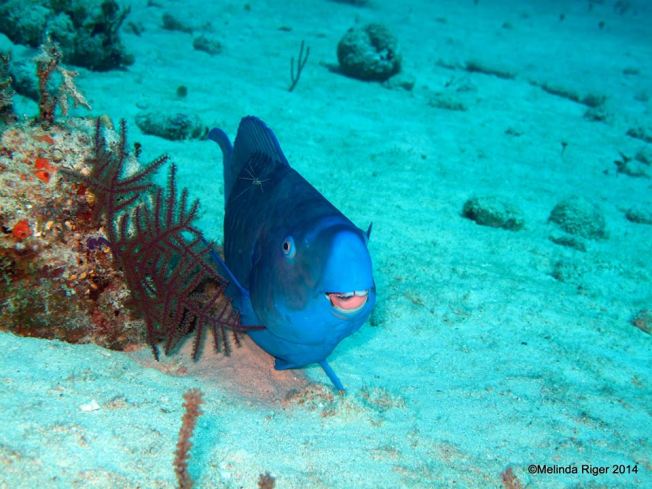 Blue Parrot Fish & Peterson Cleaner Shrimp ©Melinda Riger @ G B Scuba copy