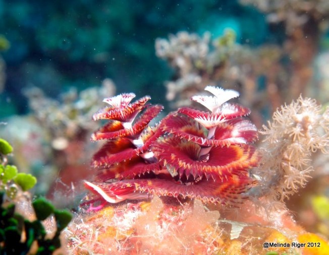 Christmas Tree Worms ©Melinda Riger @ G B Scuba copy