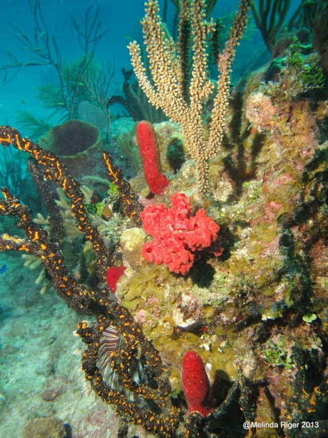 Coral ©Melinda Riger @ G B Scuba 1 copy