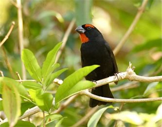 Greater Antillean Bullfinch, Abaco (Bruce Hallett)