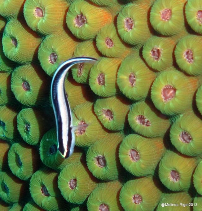 Goby (Cleaning) © Melinda Riger @ G B Scuba copy