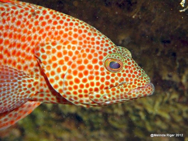 Graysby © Melinda Riger @ Grand Bahama Scuba copy