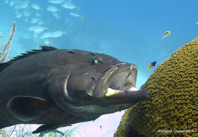 Grouper at cleaning station ©Melinda Riger @ G B Scuba copy