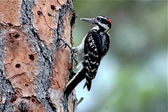 Hairy Woodpecker, Abaco (Tony Hepburn)