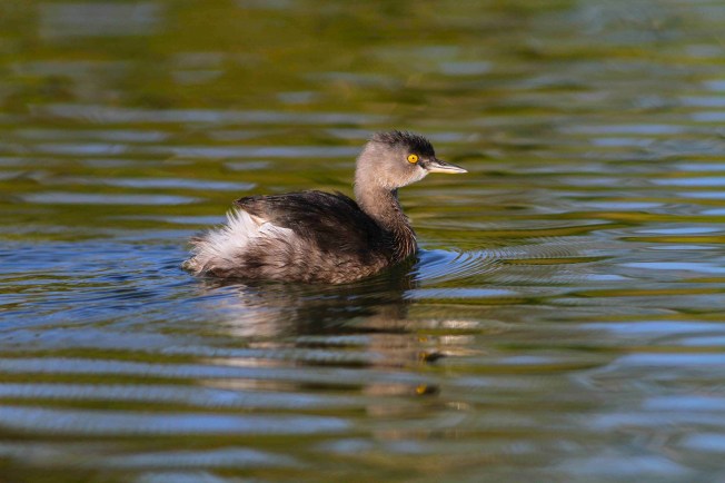 Least Grebe, Abaco Bahamas (Gerlinde Taurer)