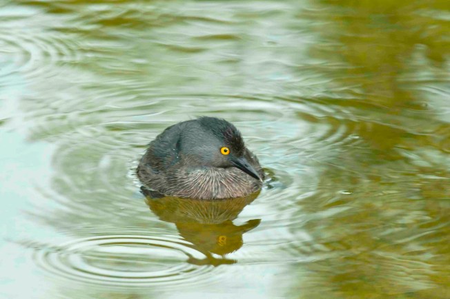 Least Grebe Abaco Bahamas (Tom Sheley) 1