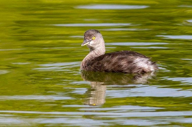 Least Grebe, Abaco (Tom Reed)