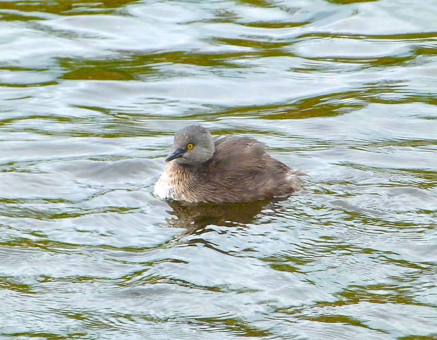 Least Grebe, Abaco (Keith Salvesen)