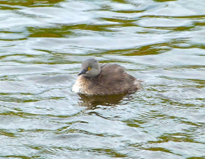 Least Grebe, Abaco (Rolling Harbour)
