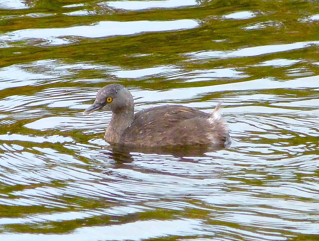 Least Grebe, Abaco (Rolling Harbour)