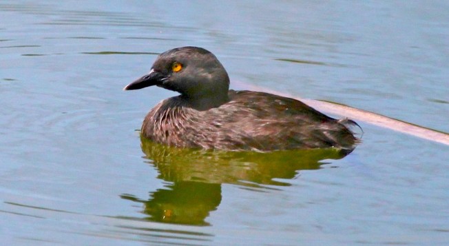 Least Grebe, Abaco (Peter Mantle)
