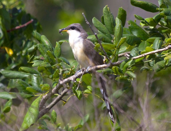 Mangrove Cuckoo, Abaco Alex Hughes