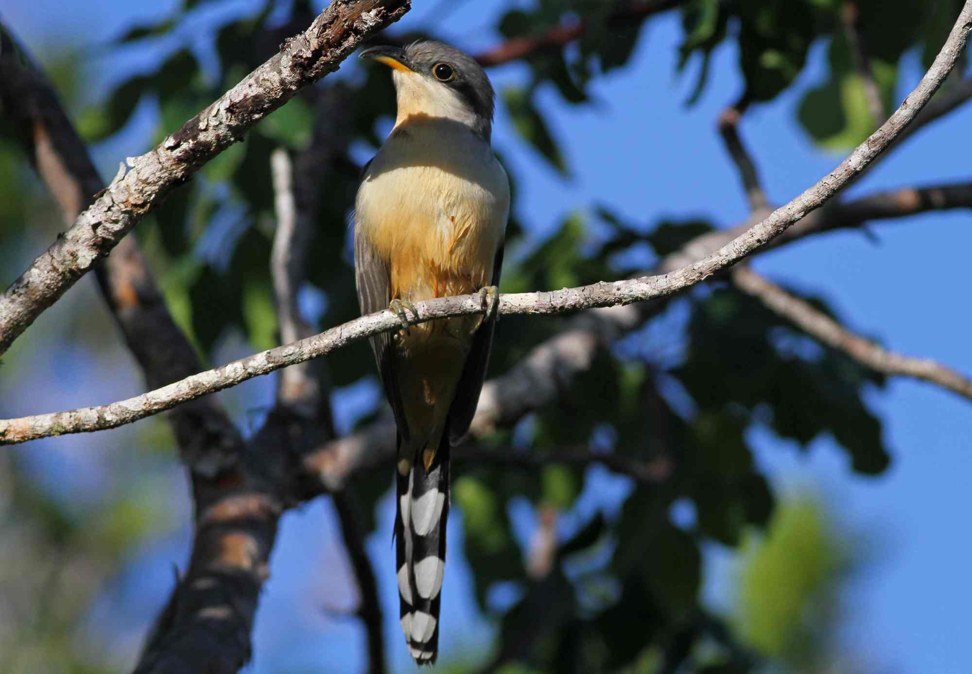 Mangrove Cuckoo, Abaco, Bahamas (Gerlinde Taurer)
