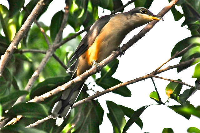 Mangrove cuckoo, Abaco Bahamas (Tony Hepburn)