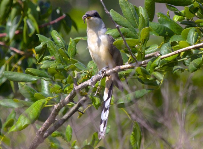 MANGROVE CUCKOO, Abaco (Alex Hughes)