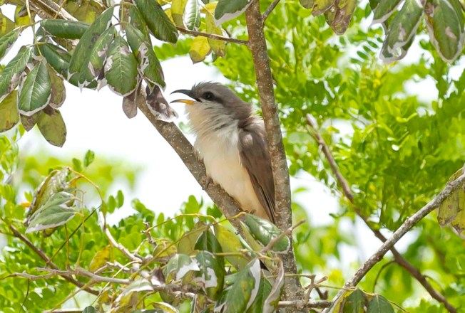 Mangrove Cuckoo, Delphi Club, Abaco, Bahamas (Tom Sheley) copy