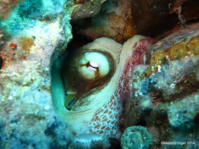 Octopus ©Melinda Riger @ G B Scuba