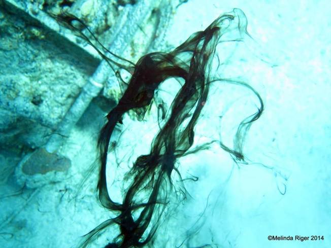 Octopus Ink ©Melinda Riger @ G B Scuba