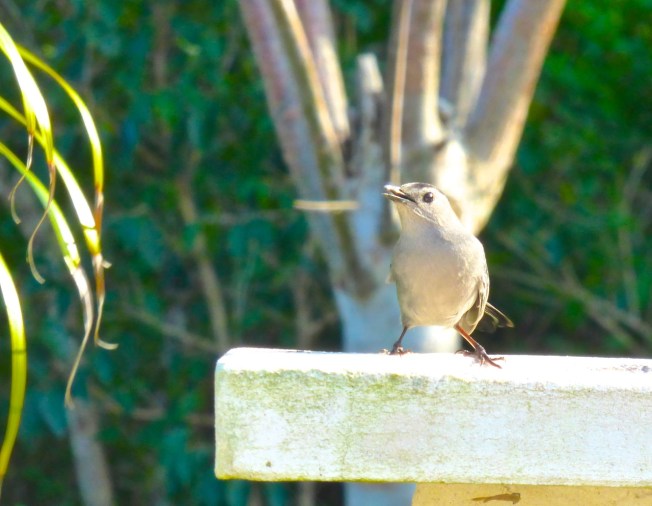 Gray Catbird, Delphi, Abaco 7