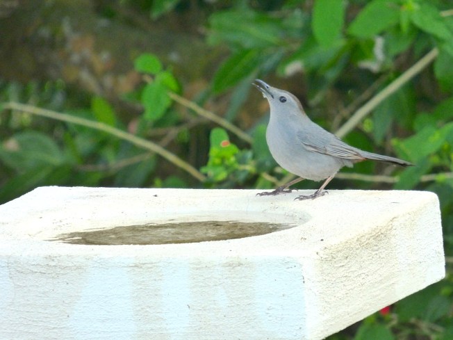 Gray Catbird, Delphi, Abaco 2