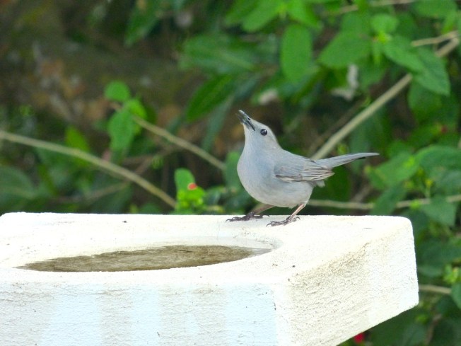 Gray Catbird, Delphi, Abaco 1
