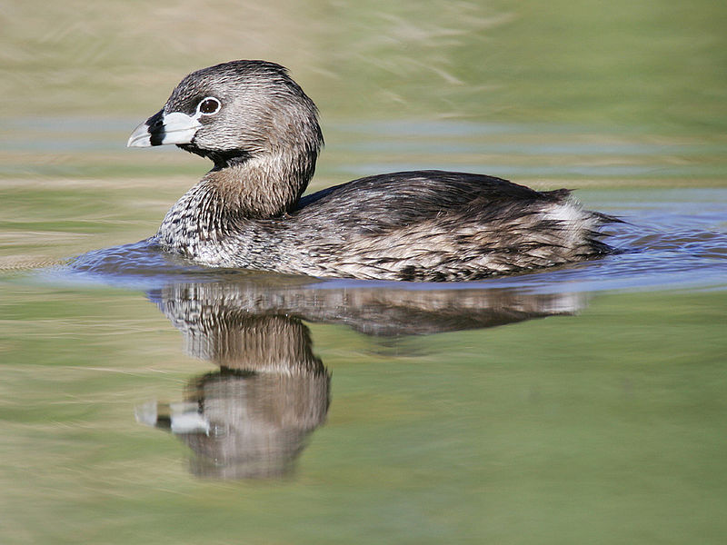 Pied-billed- Grebe Podilymbus podiceps (Wiki)