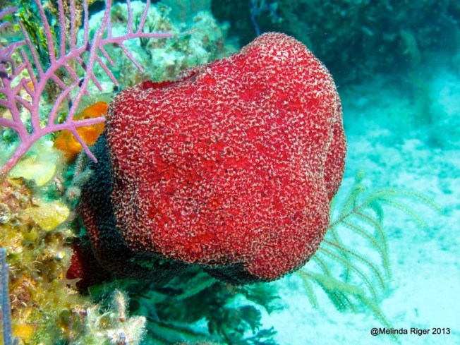 Red Sponge ©Melinda Riger @ GB Scuba copy