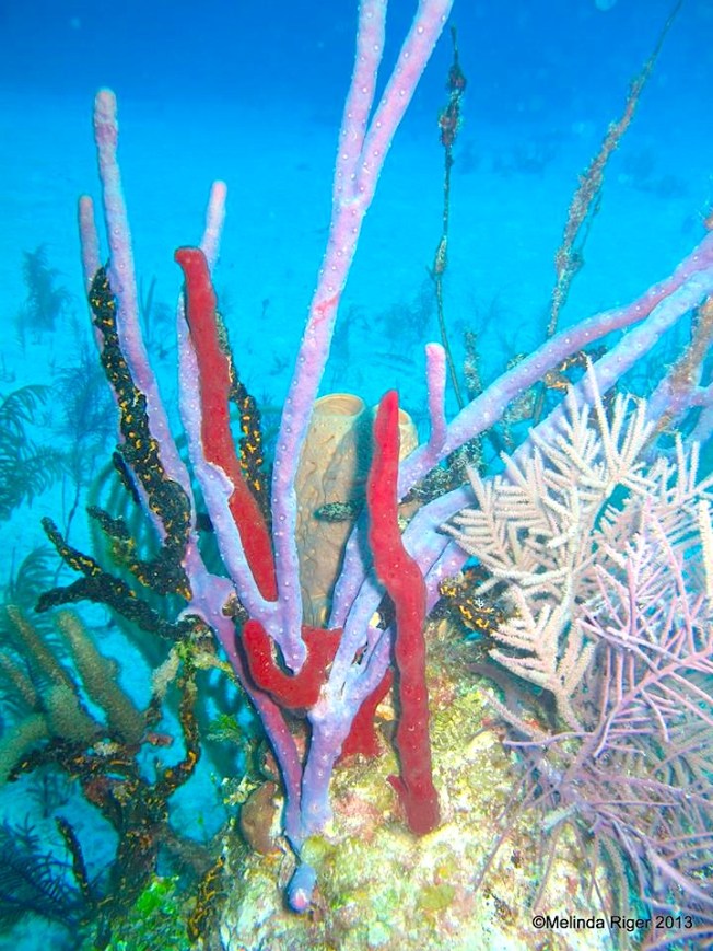 Reef Garden ©Melinda Riger@ G B Scuba copy