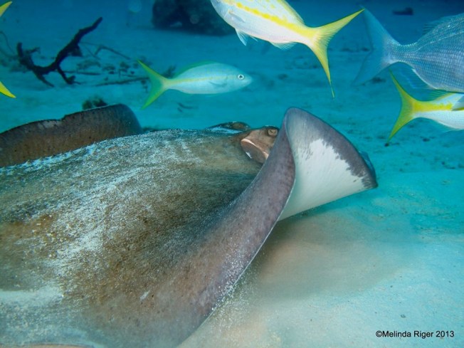 Southern Stingray © Melinda Riger @GB Scuba copy
