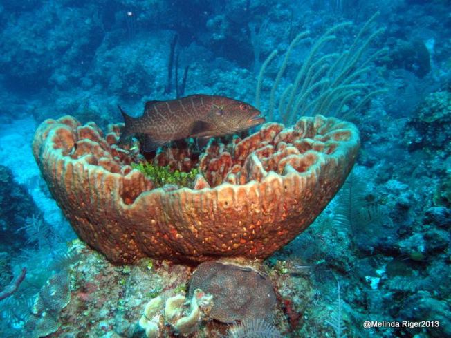 Sponge : Fish Cleaning Station ©Melinda Riger @ G B Scuba copy