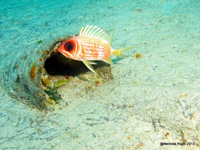Squirrelfish 2 copy