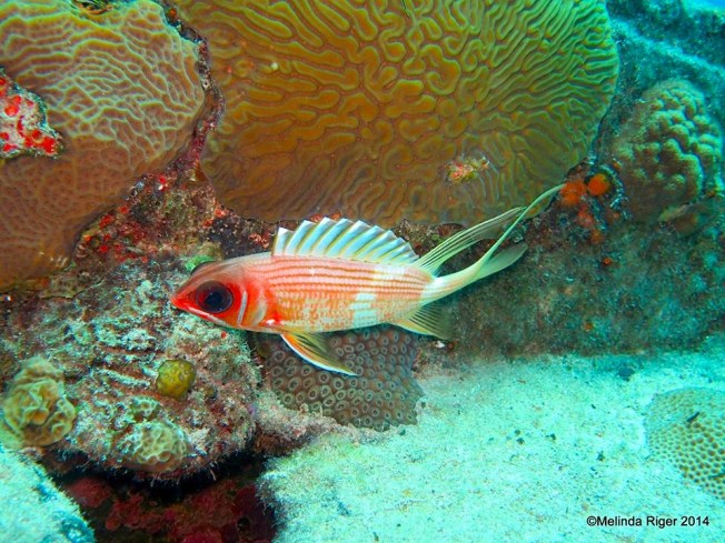 Squirrelfish (Elvis) ©Melinda Riger @ Grand Bahama Scuba copy