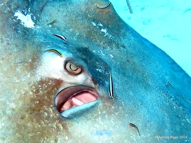 Stingray, Southern with cleaning gobies ©Melinda Riger @ G B Scuba copy
