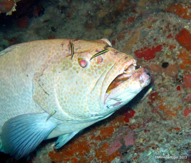 Tiger Grouper being cleaned ©Melinda Riger @G B Scuba copy