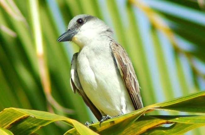 Gray Kingbird, Abaco (Charmaine Albury)