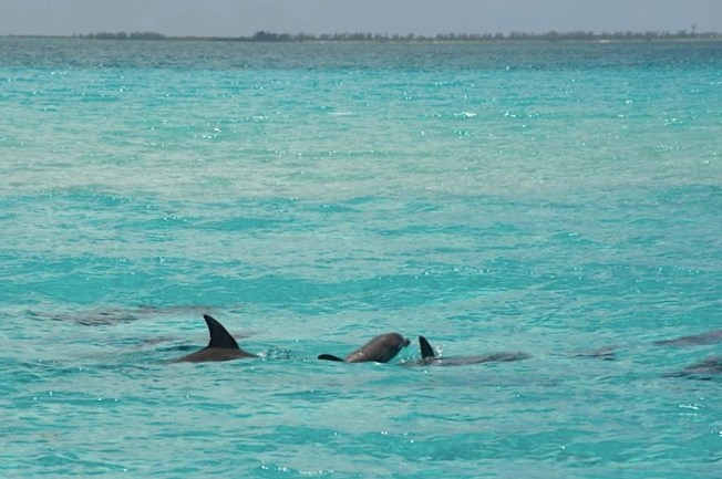 Bottlenose Dolphin, Abaco, Bahamas (BMMRO)