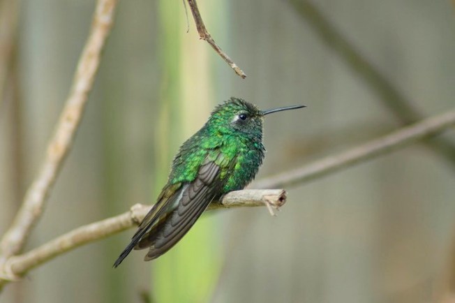 Cuban Emerald (Charmaine Albury)