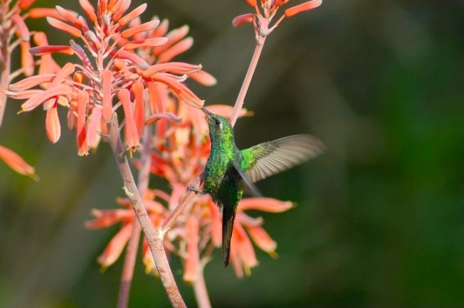 Cuban Emerald (Charmaine Albury)