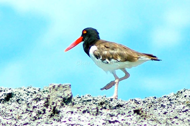 American Oystercatcher (Charmaine Albury)