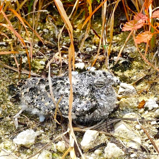 Antillean Nighthawk chick (aka %22pi-di-mi-dix%22) Bahamas