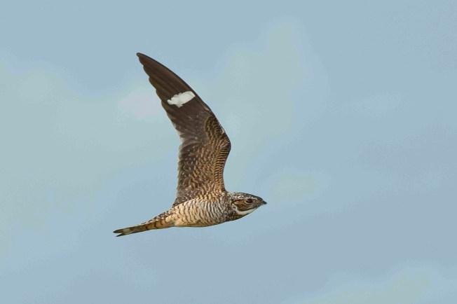 Antillean Nighthawk in flight 2. Abaco bahamas.6.13.Tom Sheley