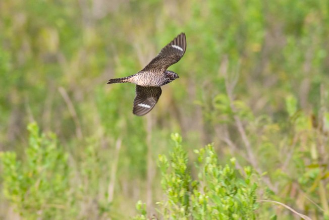 Antillean Nighthawk, Abaco  (Sandy Walker)