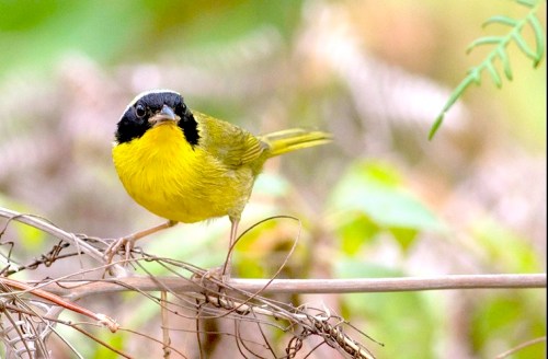 Bahama Yellowthroat, Abaco - Tom Reed