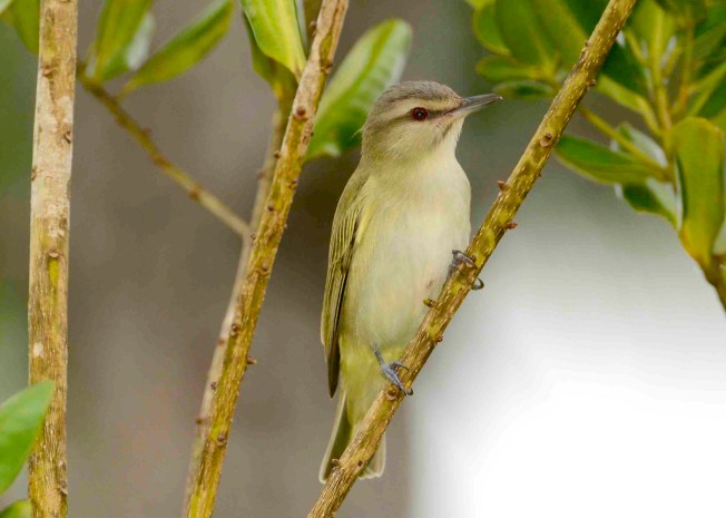 Black-whiskered Vireo, Abaco 