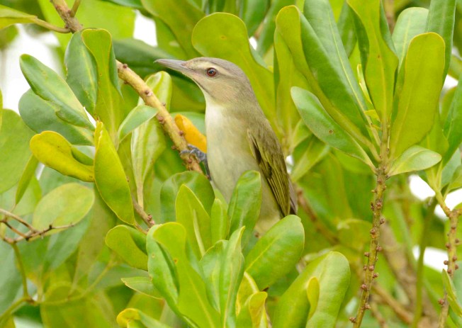 Black-whiskered Vireo, Abaco Bahamas 2 (Tom Sheley)