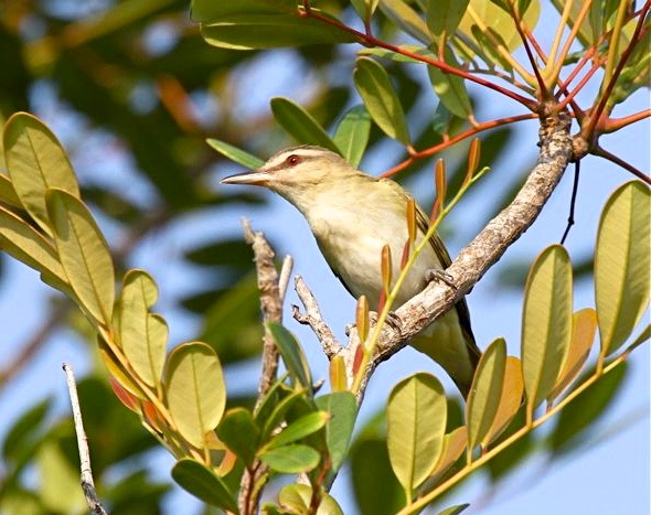 Black-whiskered Vireo, Abaco (Bruce Hallett)