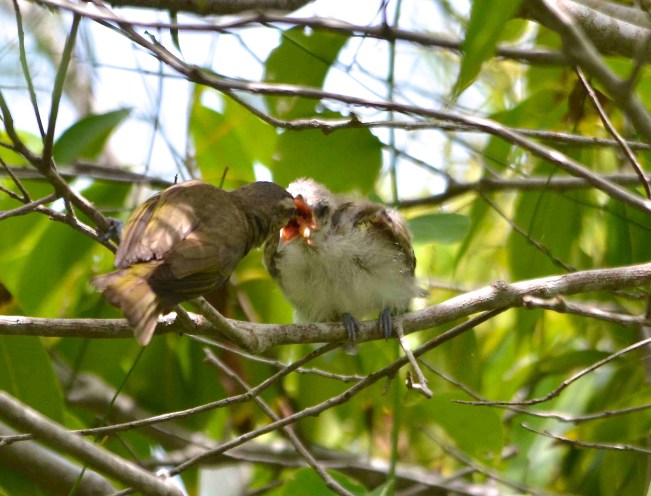 Black-whiskered Vireo, Abaco (Charlie Skinner)