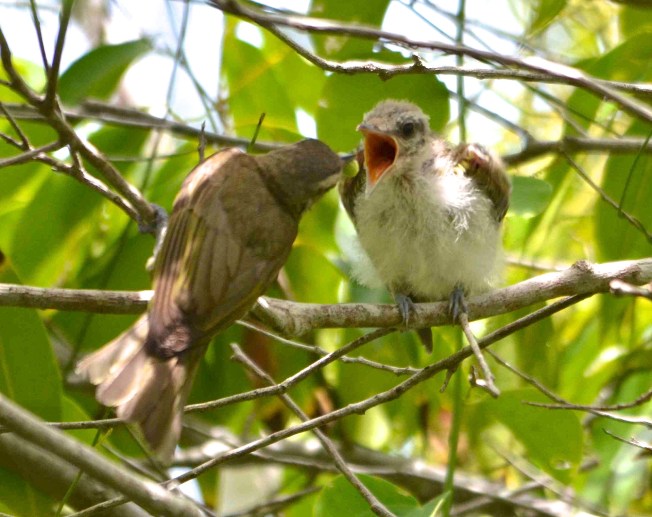 Black-whiskered Vireo, Abaco (Charlie Skinner)