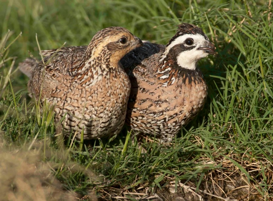 Bobwhite pair 2.Abaco Bahamas.Tom Sheley cr